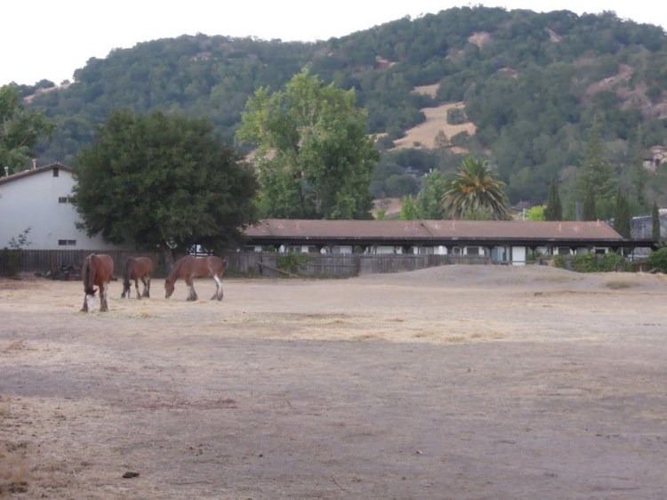 horsessomewhereinsonoma