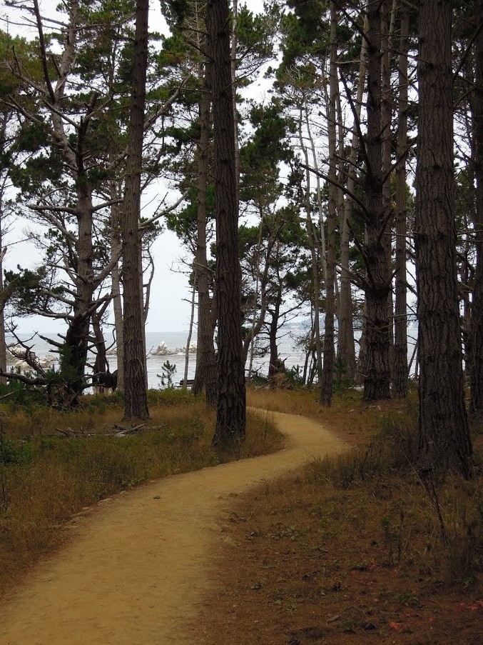 PointLobosStateReserve8