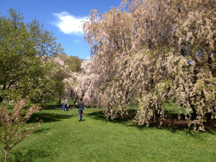 WeepingHiganCherryTree2