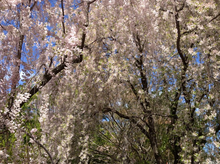 WeepingHiganCherryTree3