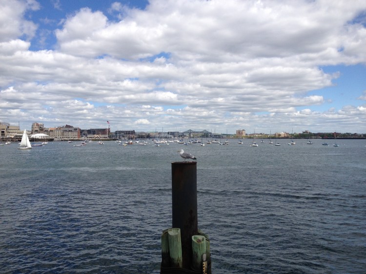 BostonHarborwalk4gull